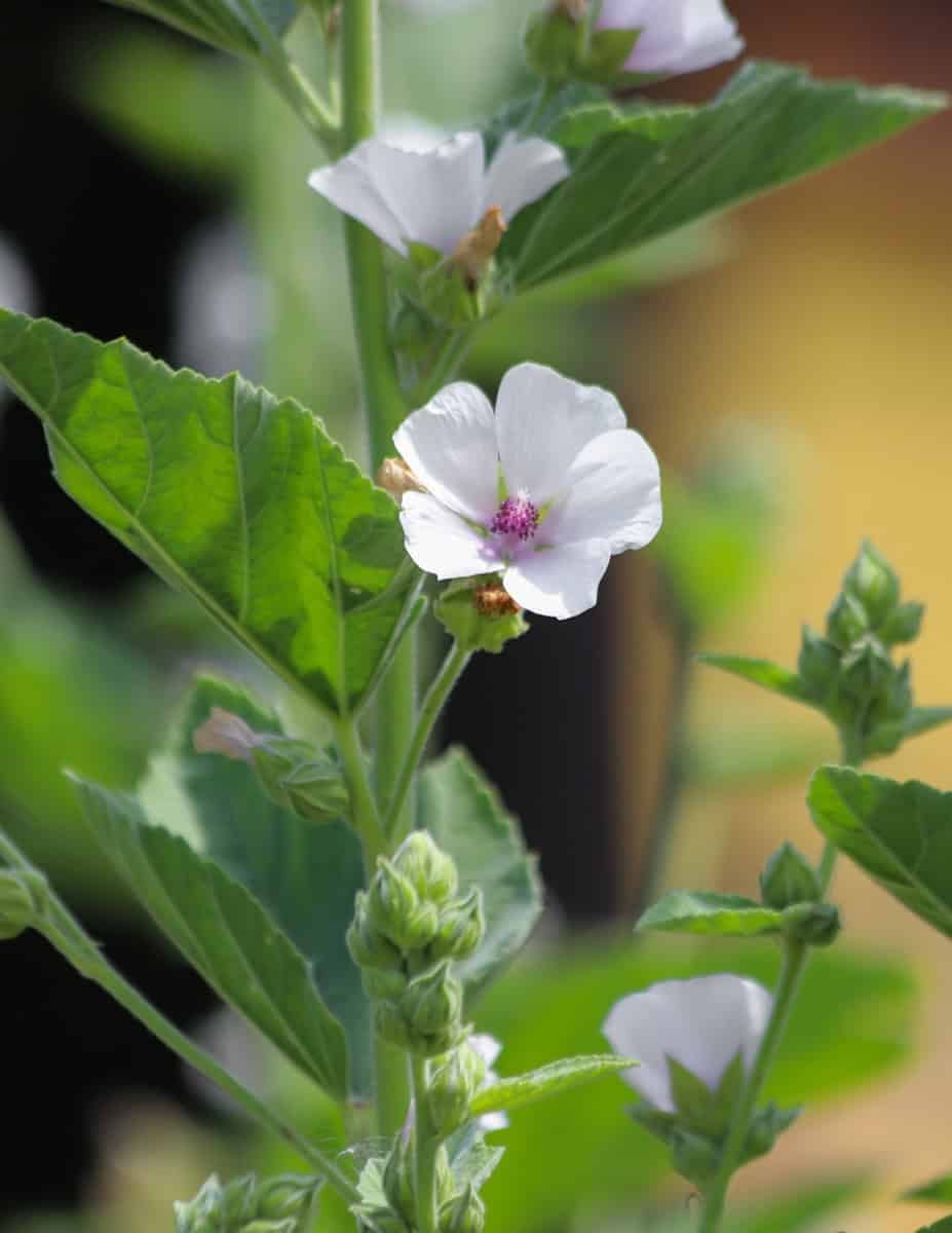 Mashmallow plants (Althea officinalis) growing in a yard showing white flowers.