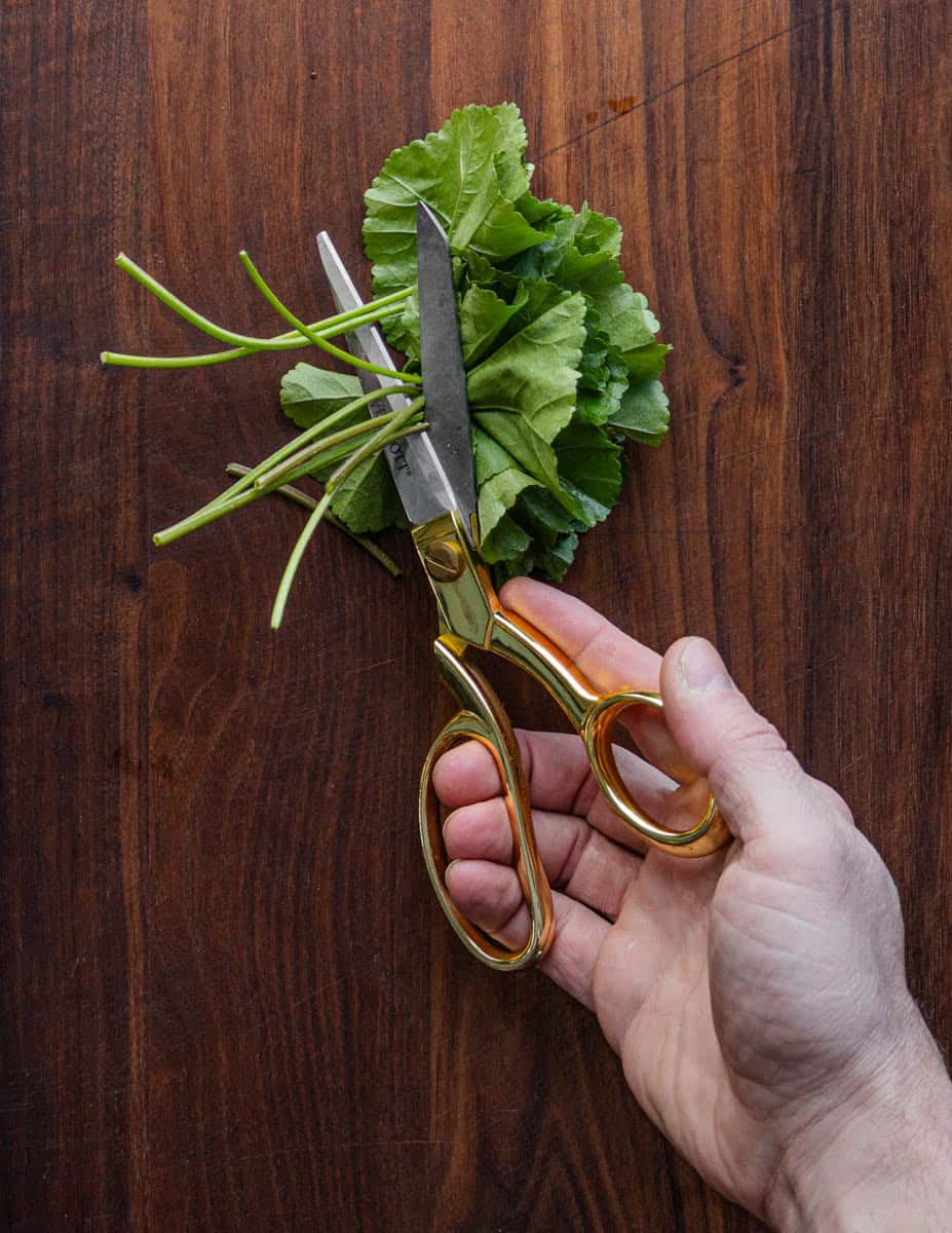Cutting the stems from mallow greens using a scissors.