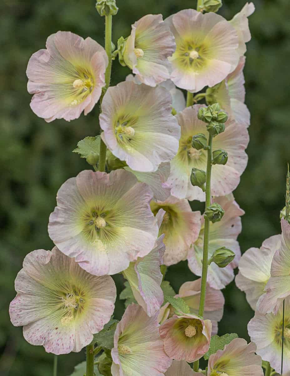 A close up image of pinkish-white hollyhock flowers.