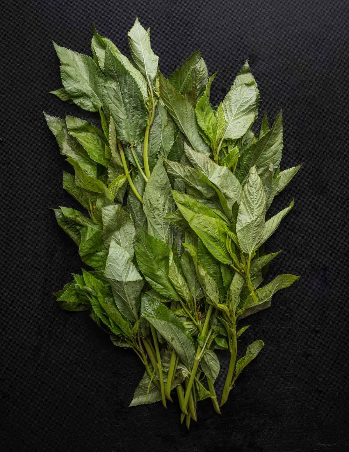 C. olitorius (Jute mallow) greens or Molokhia plants on a black background.