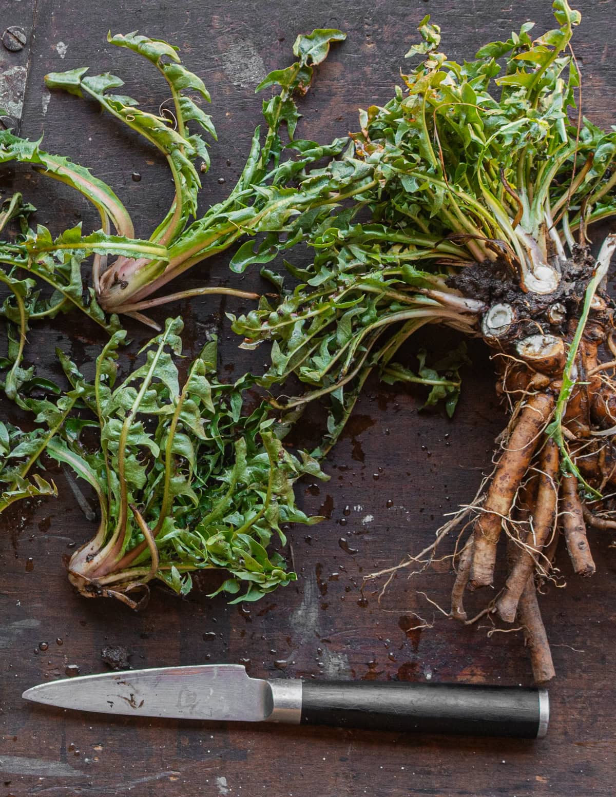 Cleaning dandelion roots by removing the hearts on the top and green leaves.