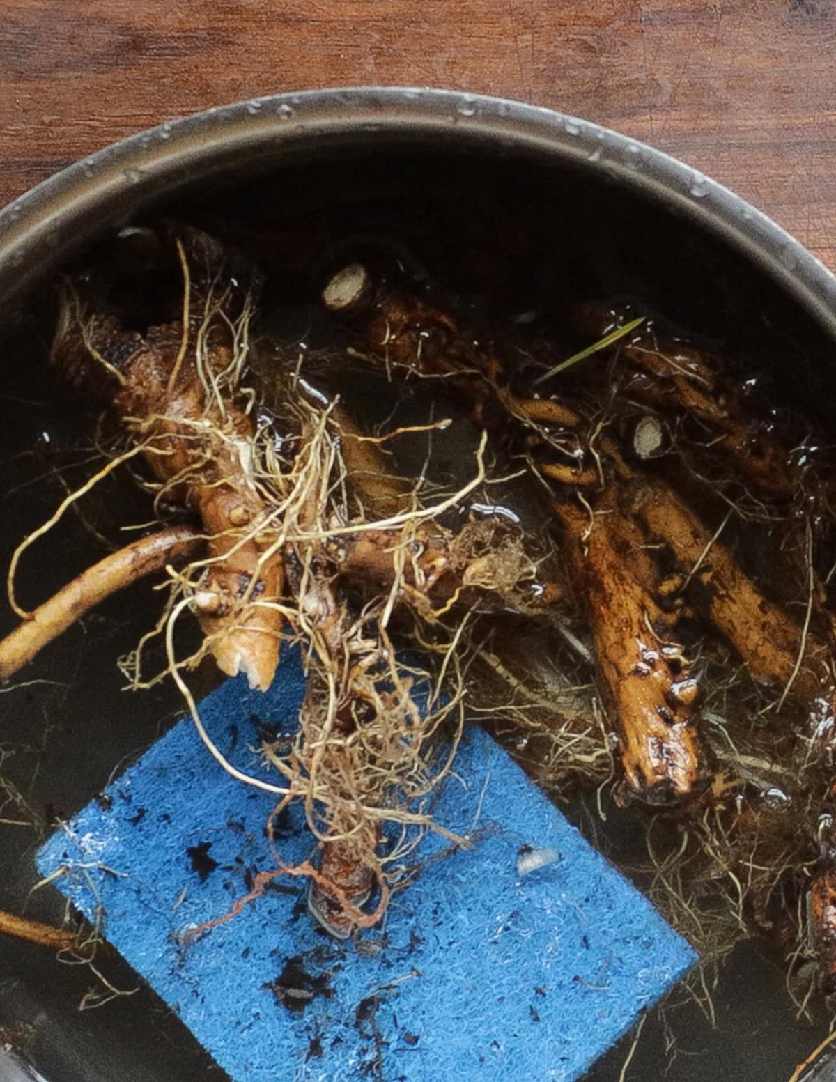 Scrubbing dandelion roots with an abrasive scrub pad to clean them.