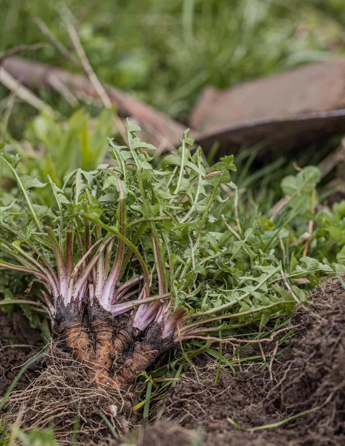 Digging up dandelion roots in a yard with a shovel in the background.