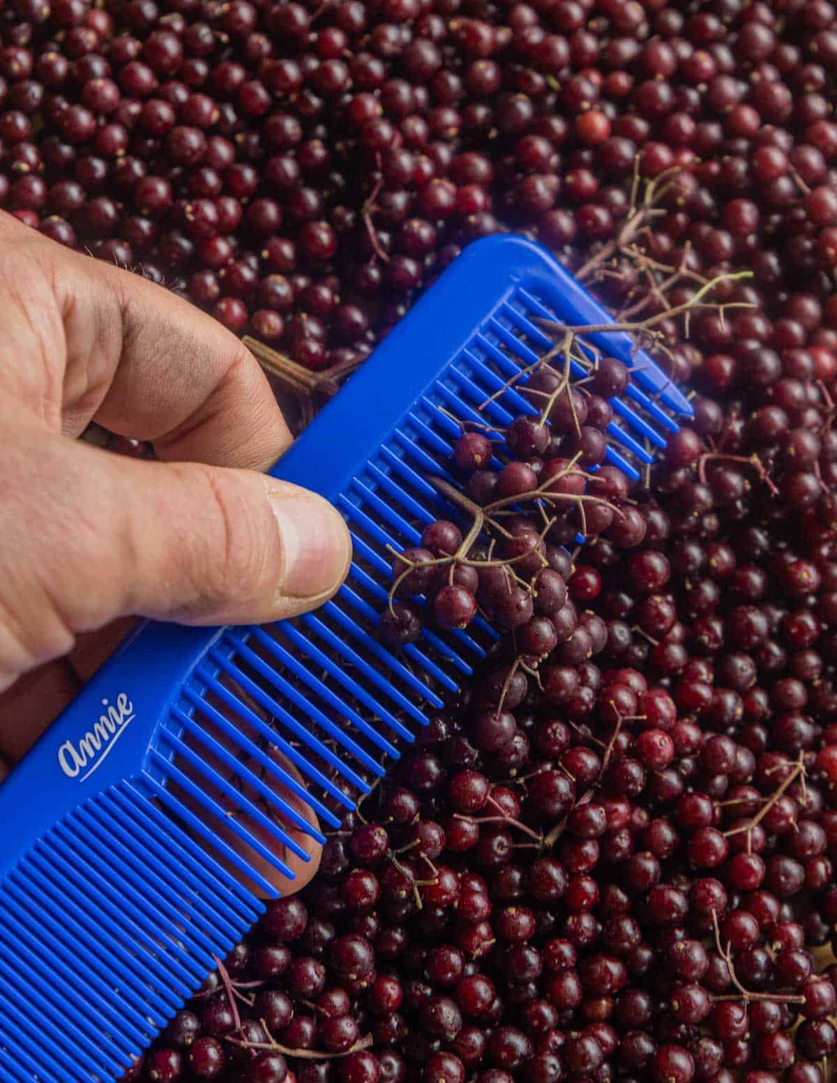 Removing elderberries from the stem using a comb.
