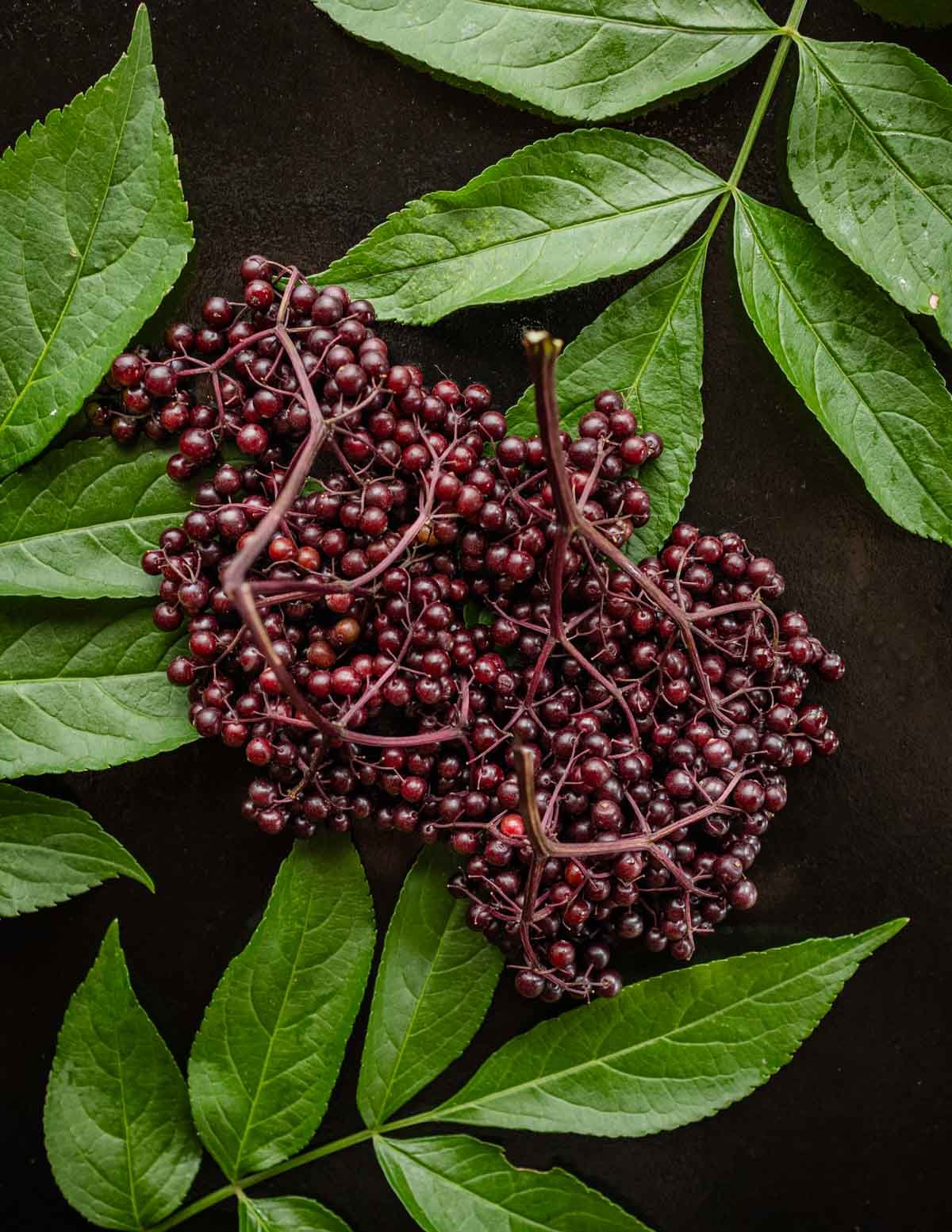 Fresh black elderberries (Sambucus nigra) on a black background surrounded by green elderberry leaves.