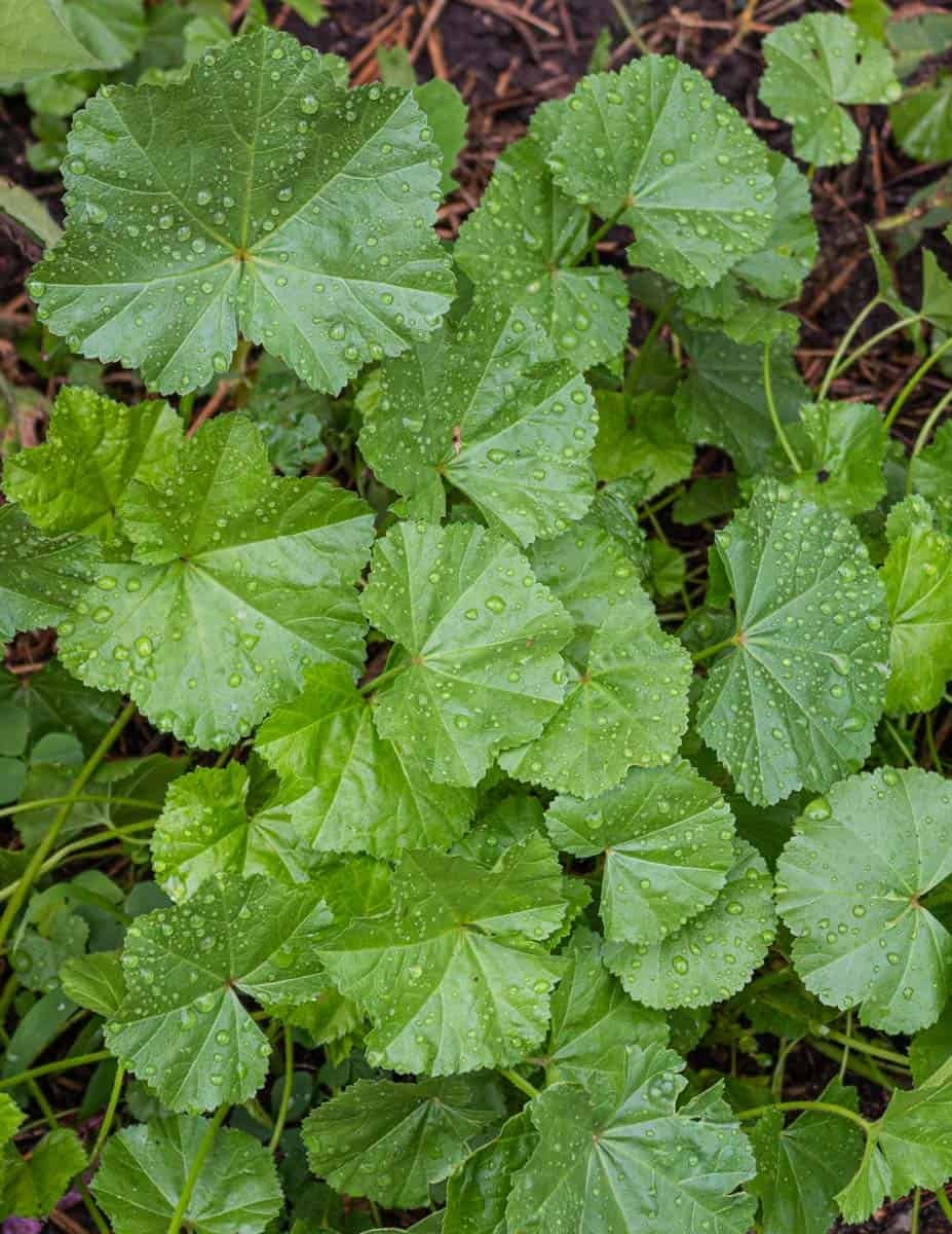 Common mallow greens growing in Wisconsin.