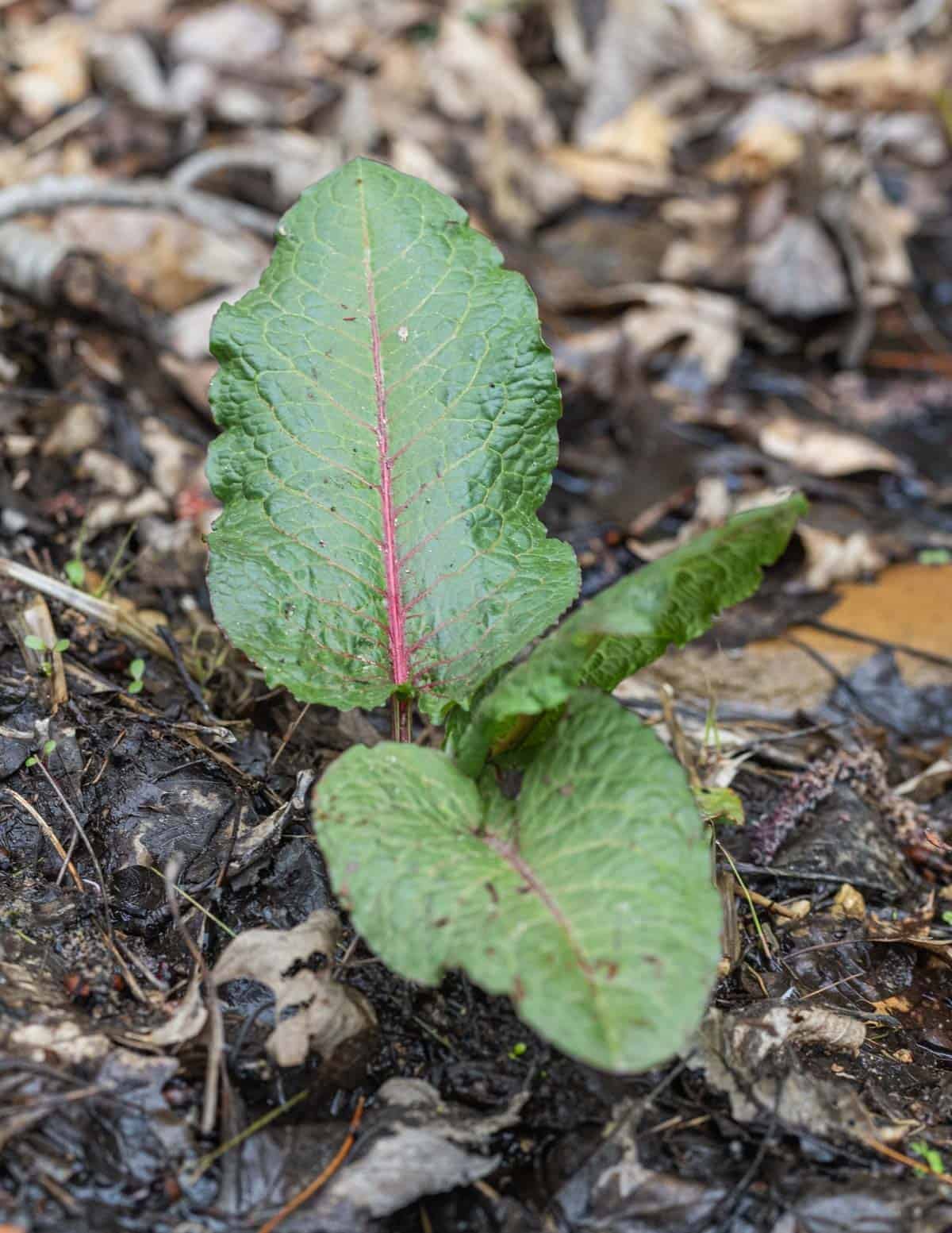 Bitter dock, or Rumex obtusifolius growing near a pond.