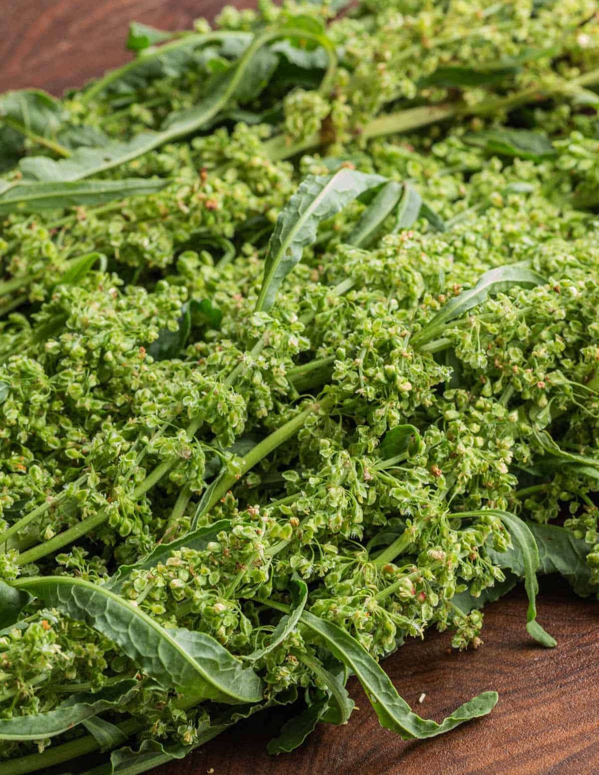 A close up image of curly dock flowers.
