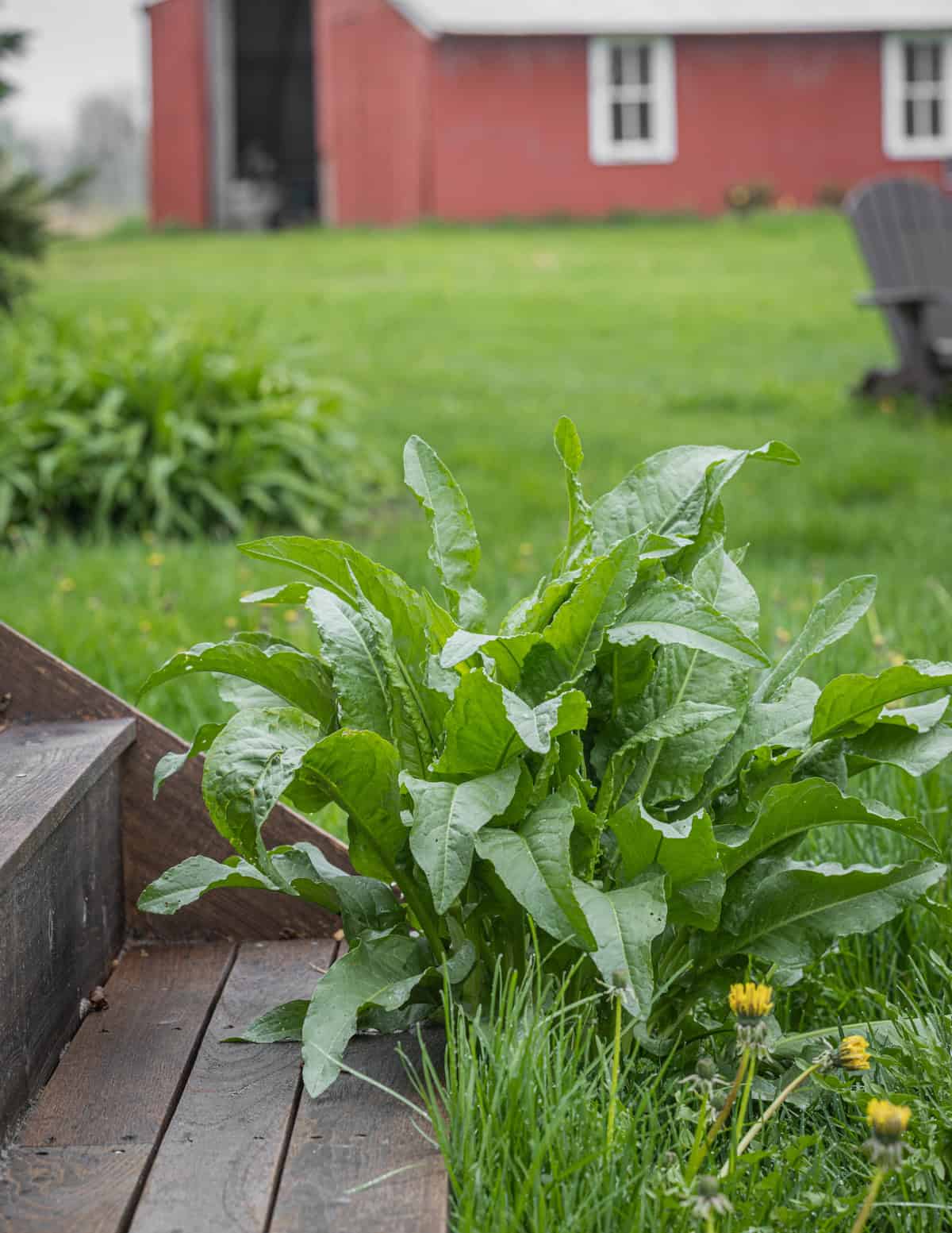 Curly dock growing in a yard next to a barn.