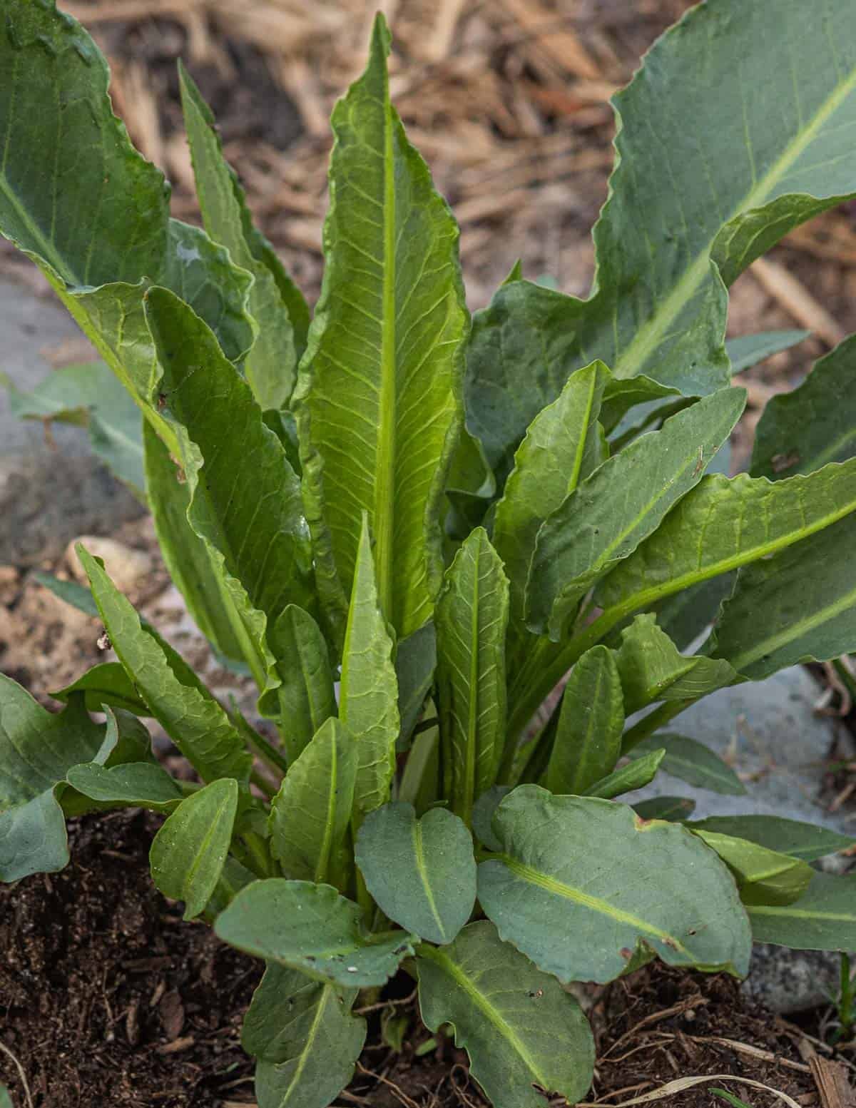 A lush green rosette of dock leaves growing in a garden.