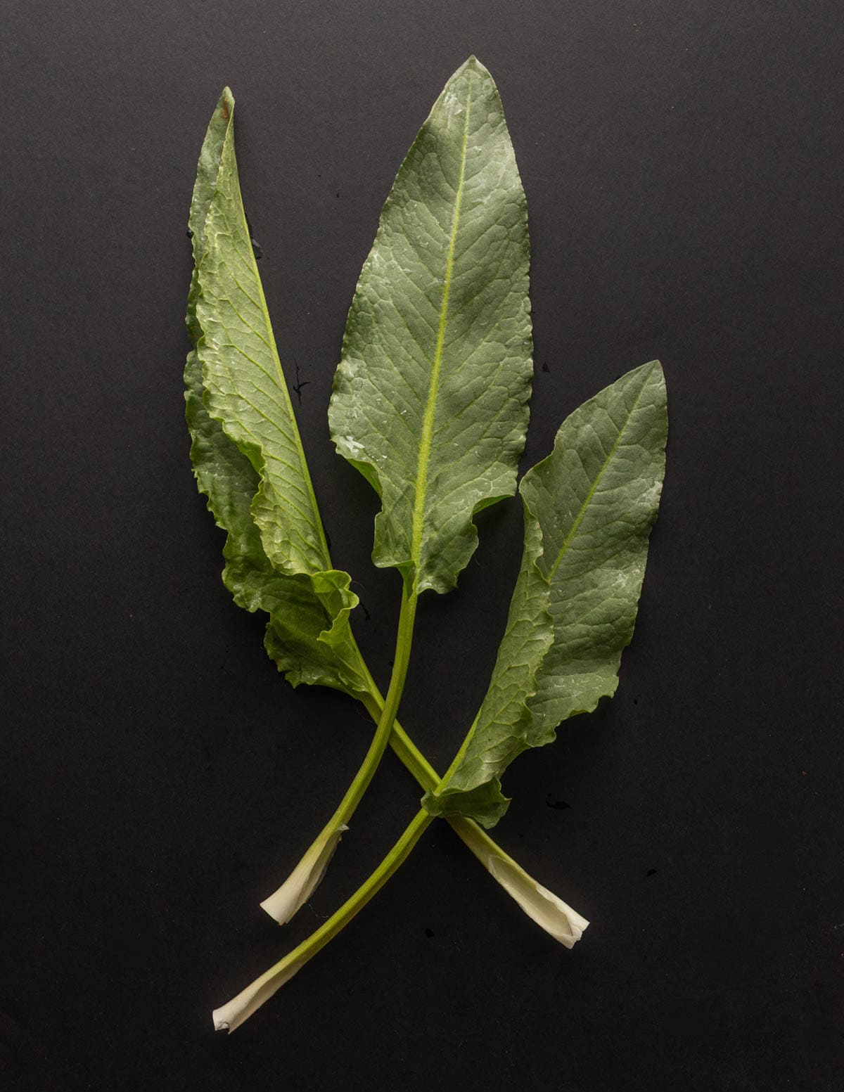 Young leaves of patience dock on a black background, also known as monk's rhubarb.