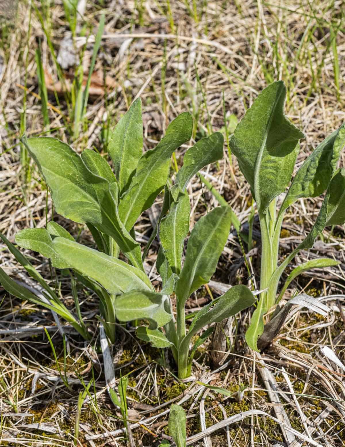 Stiff goldenrod (Solidago rigida) growing in a field.