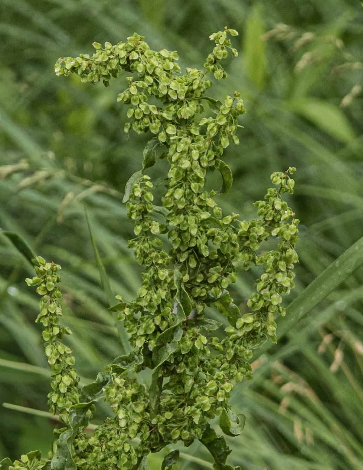 Unripe green dock seeds of curly dock (Rumex crispus).