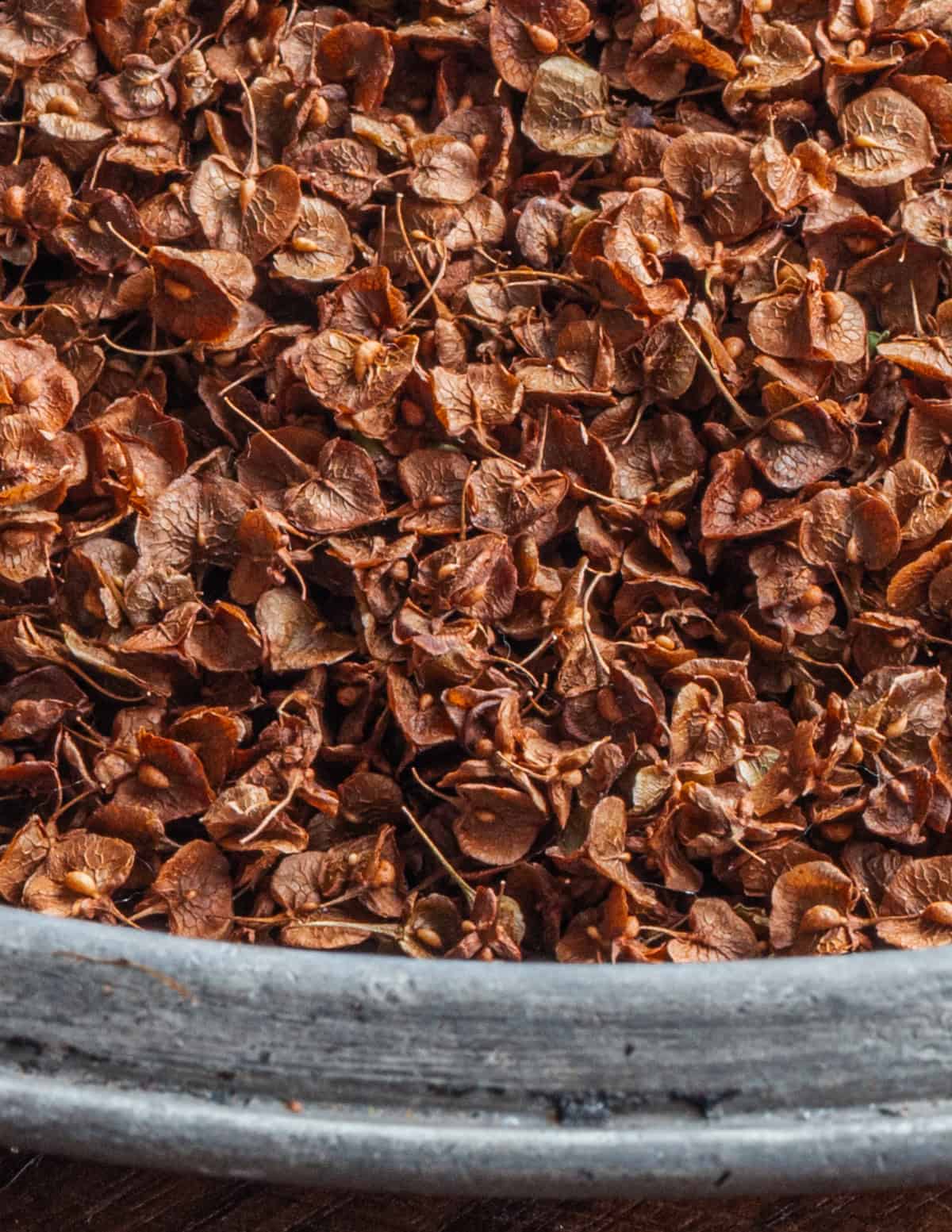 Close up image of curly dock seeds in the brown husk showing the small size of the seeds.