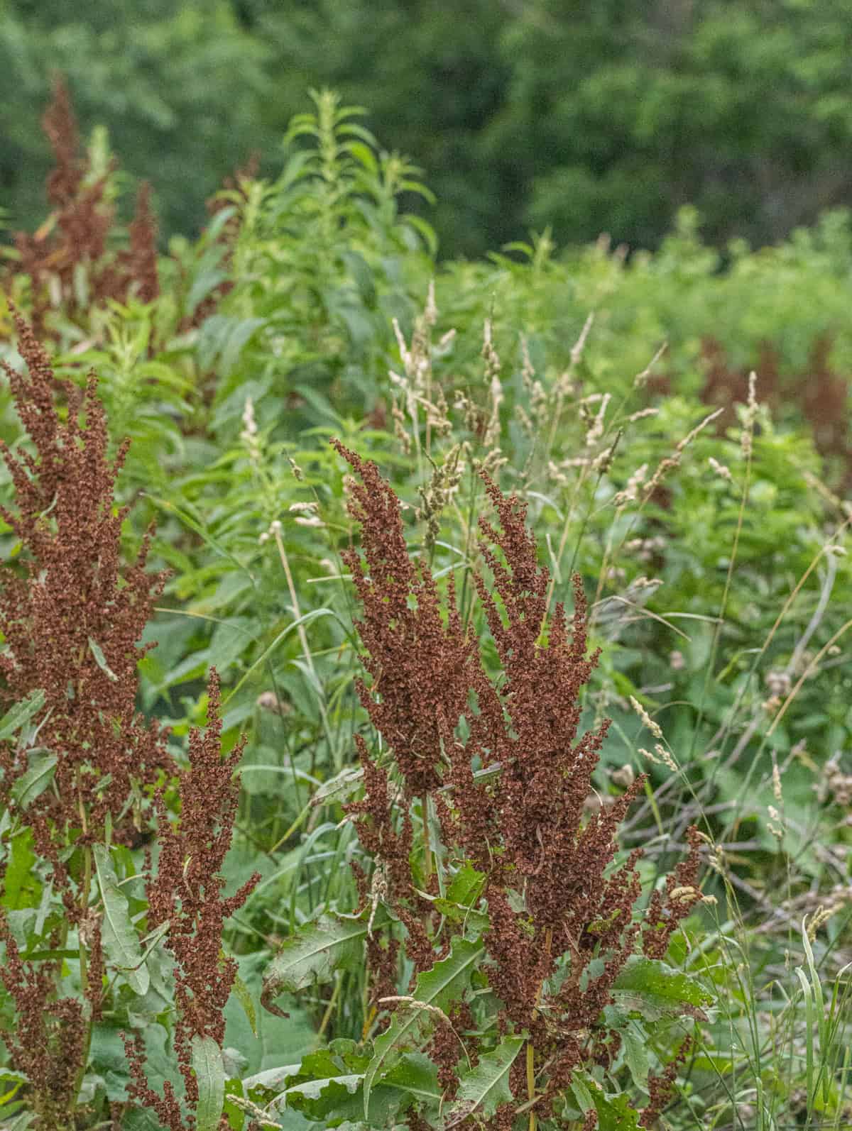 Mature brown curly dock seed heads in the late summer.