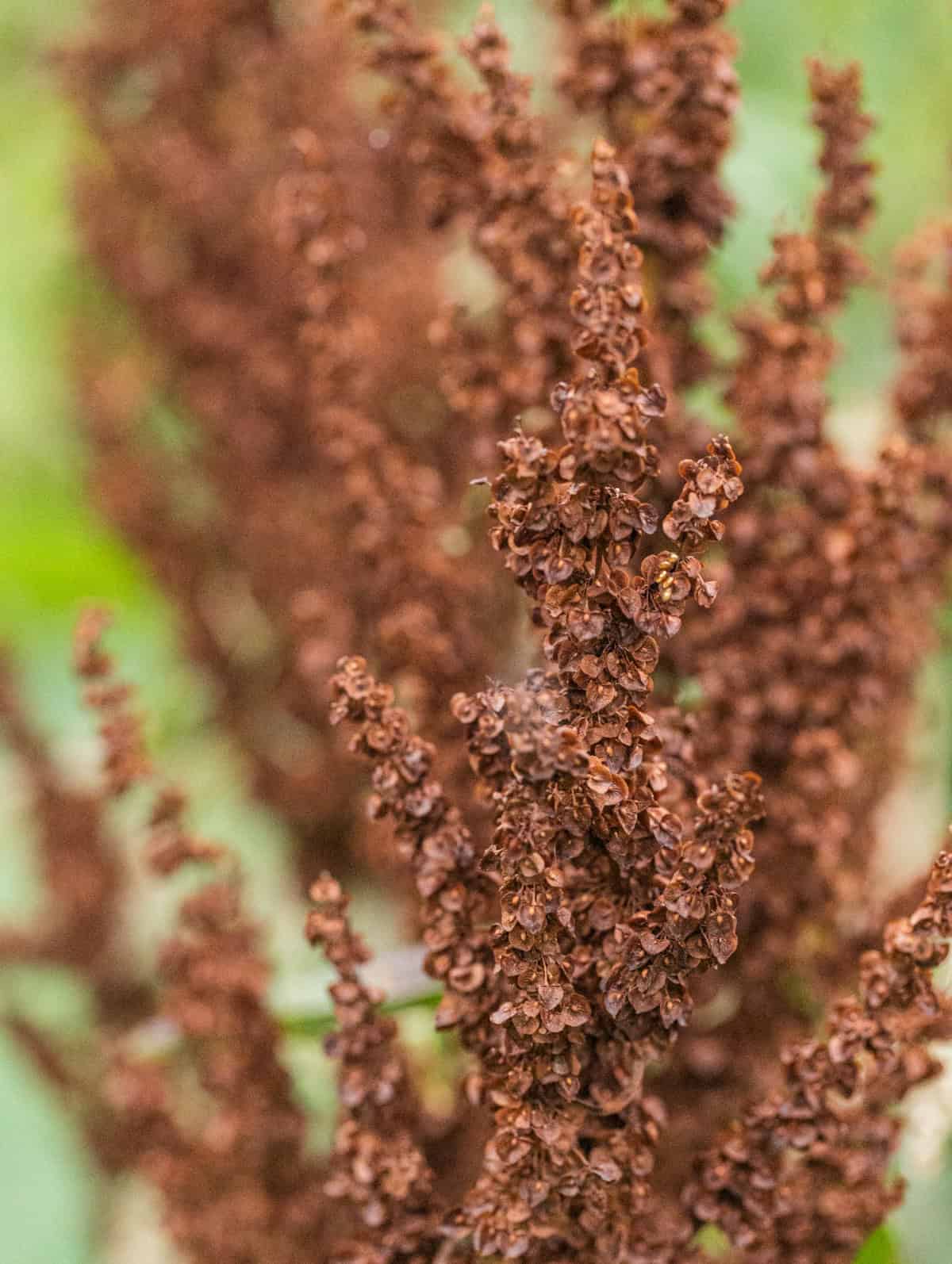 A close up image of mature curly dock seeds growing on the plant in August.