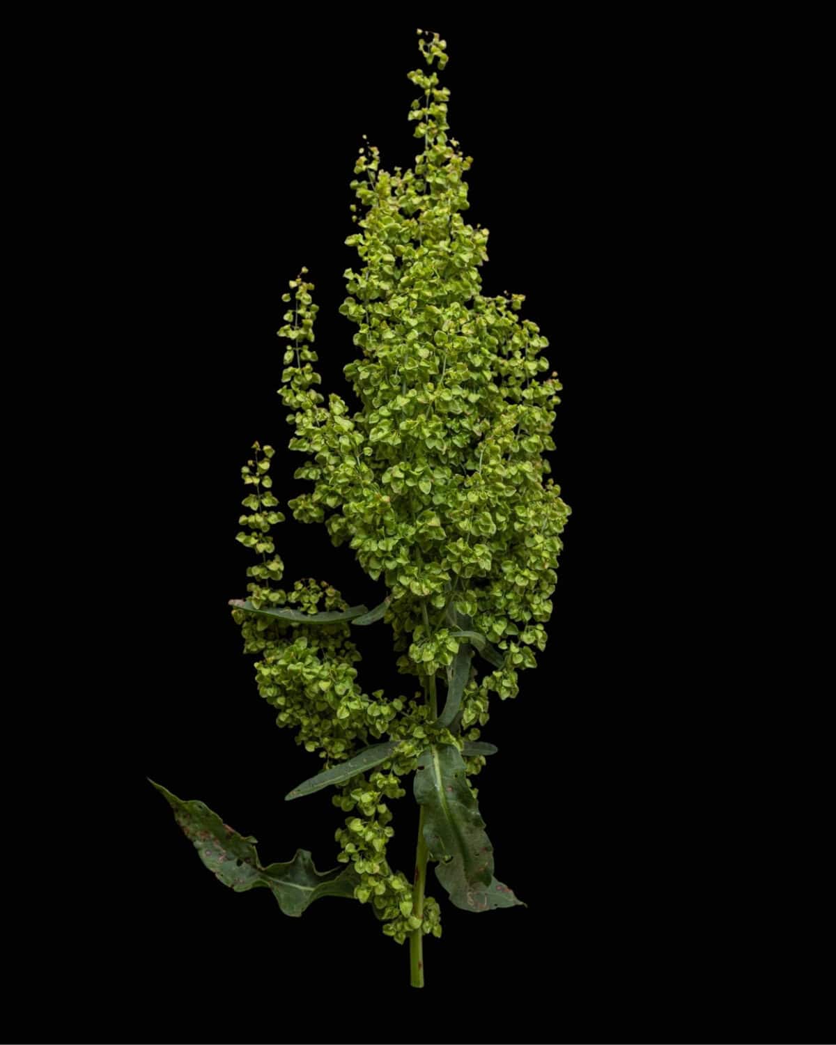 Unripe curly dock seed head on a black background.