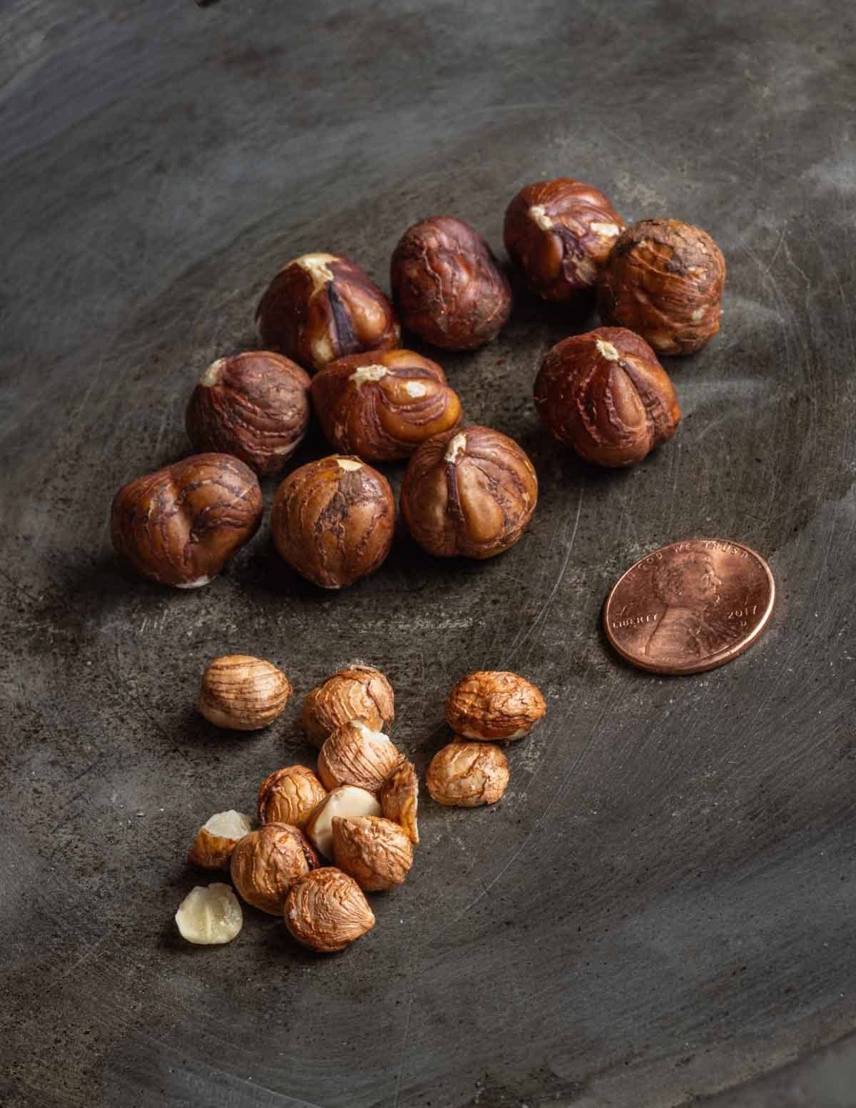 A close up image showing the size difference between wild hazelnuts (Corylus americana) and conventional hazelnuts.