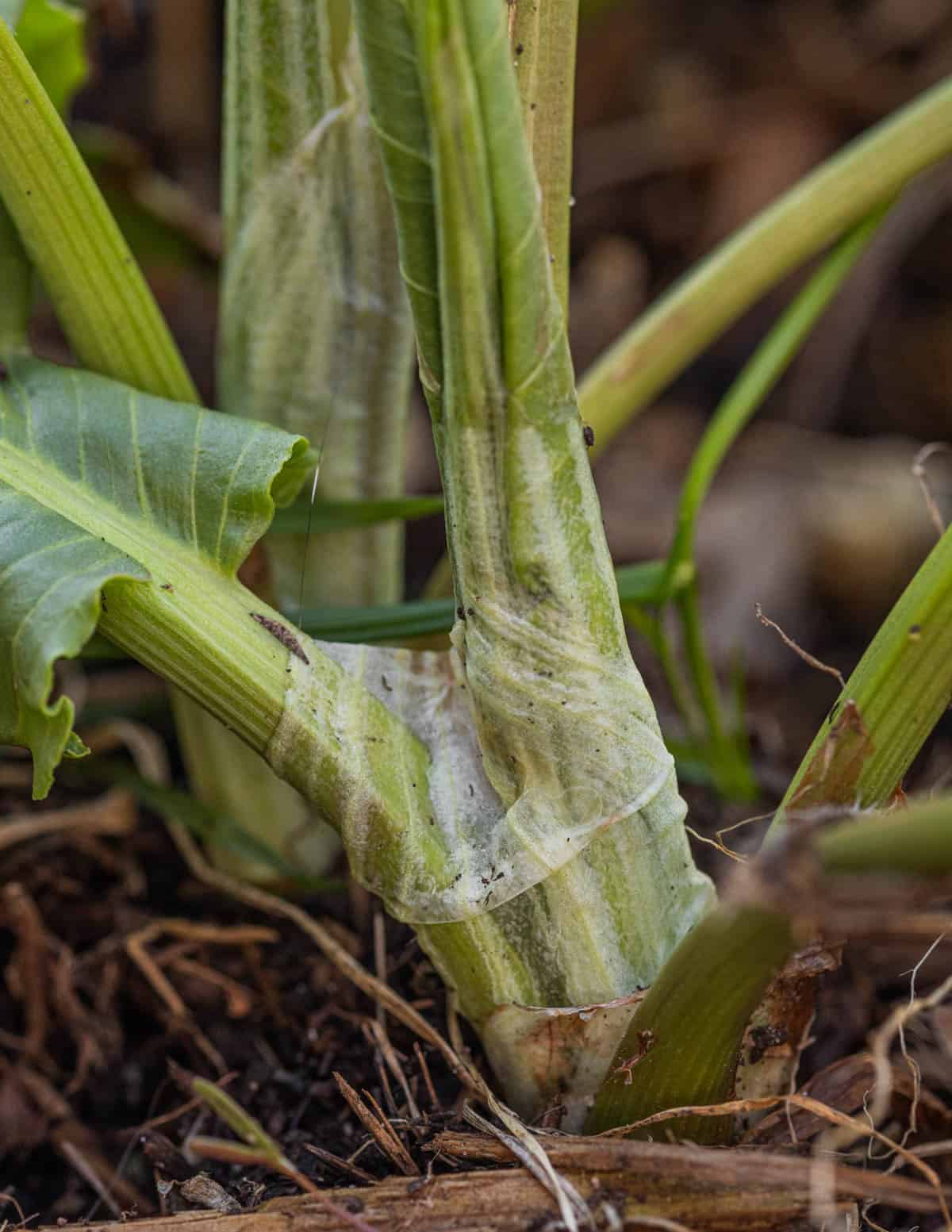 A close up image of the ocrea on a dock plant.