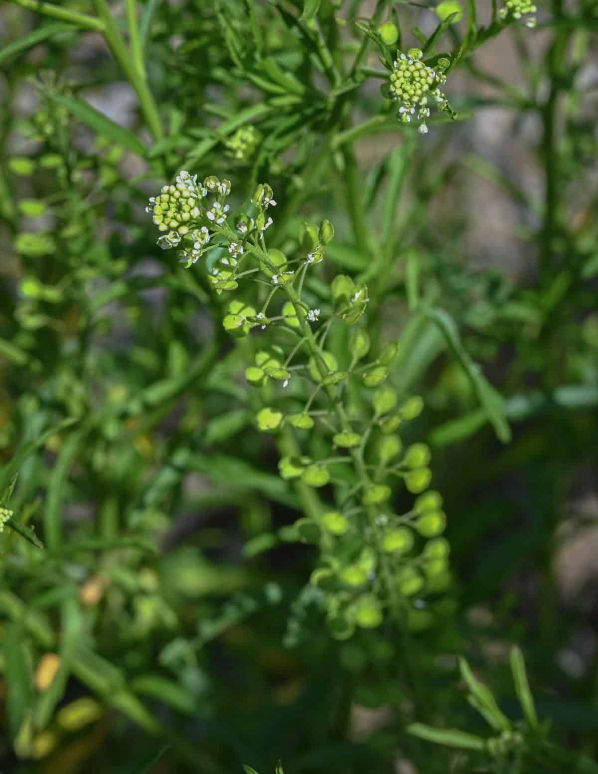 Virginia peppergrass (Lepidium virginicum) showing unripe seeds and flowers.