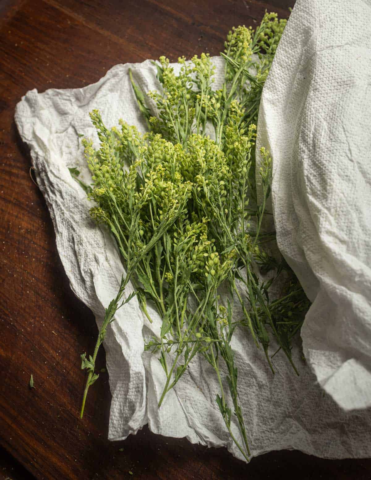Peppergrass being rolled up in a paper towel to be stored in the fridge.