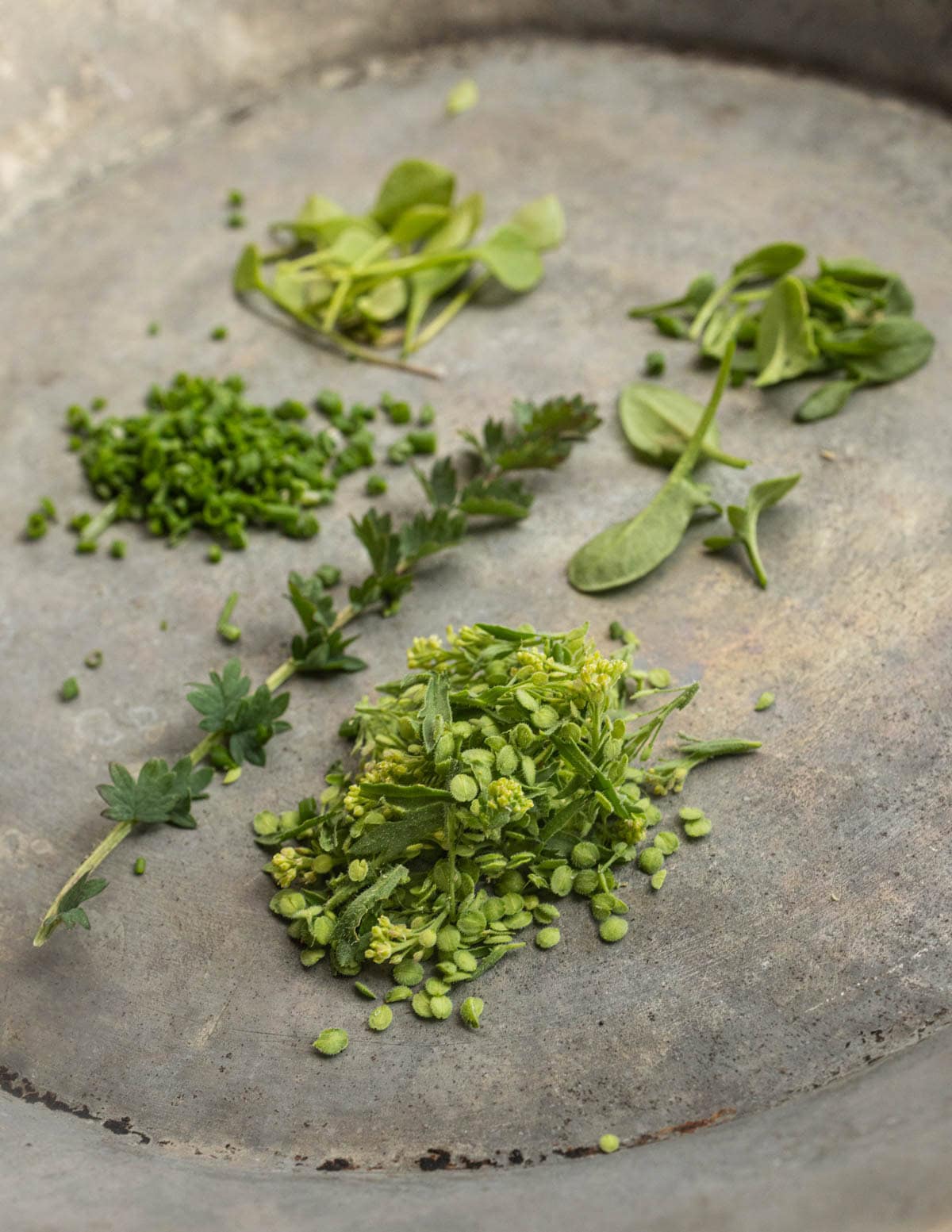 Virginia peppergrass seeds on a pie tin next to a sprig of burnet, miners lettuce and sheep sorrel.
