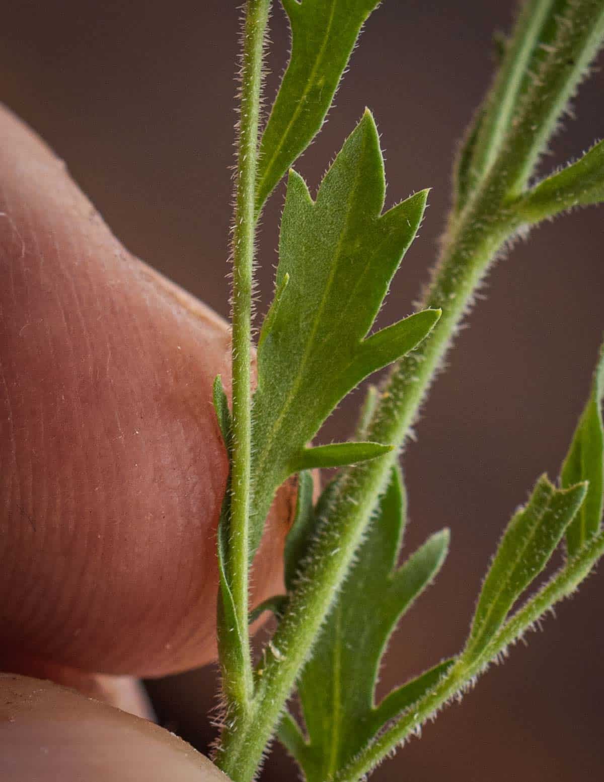 A close up image of peppergrass leaves showing cut edges and fine white hairs on the stem.