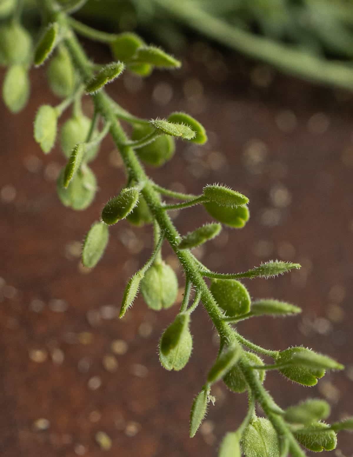 Unripe peppergrass seed pods shown in a close up macro image illustrating the fine white hairs on the seeds and stem.