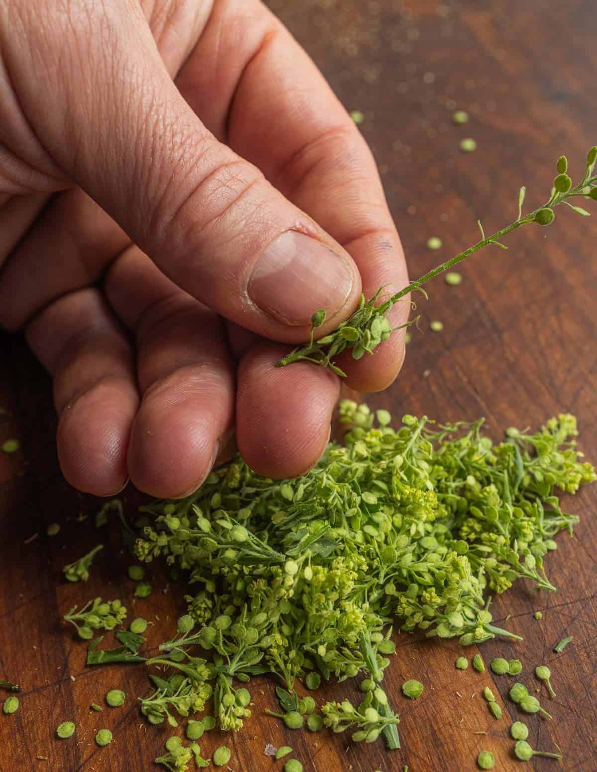 Stripping the unripe green seeds from Virginia peppergrass for cooking.