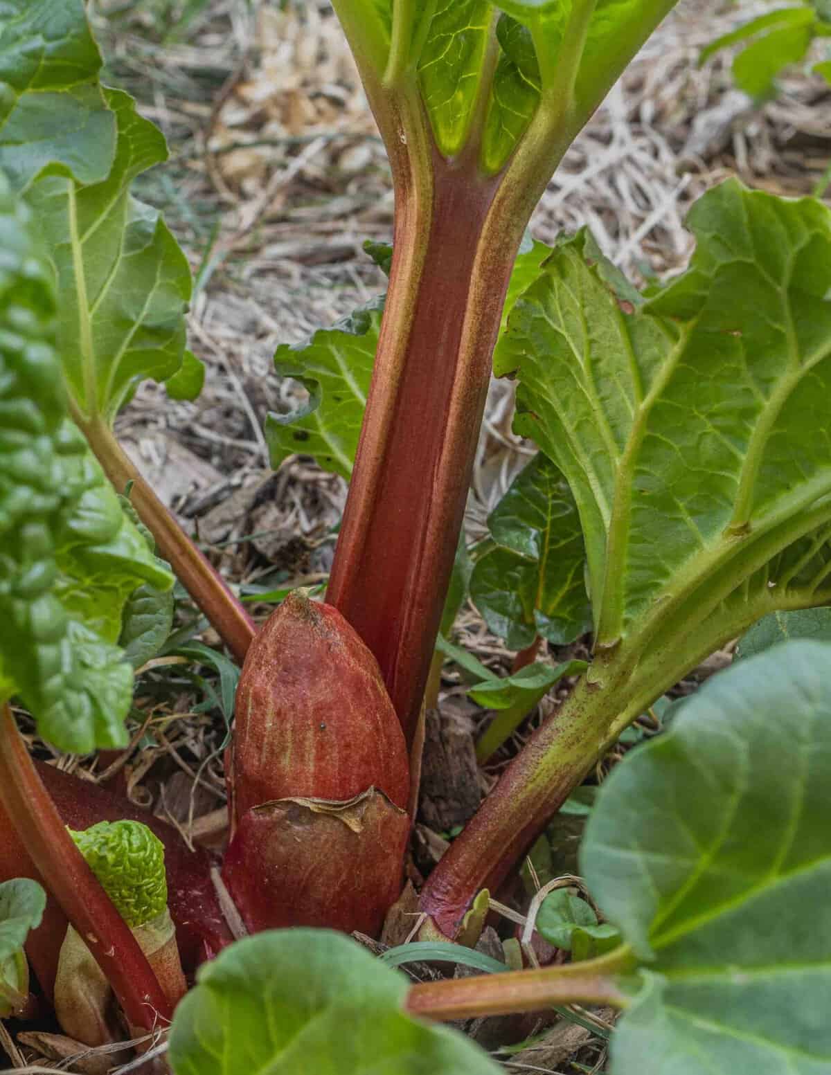 Rhubarb growing in a garden in the spring.