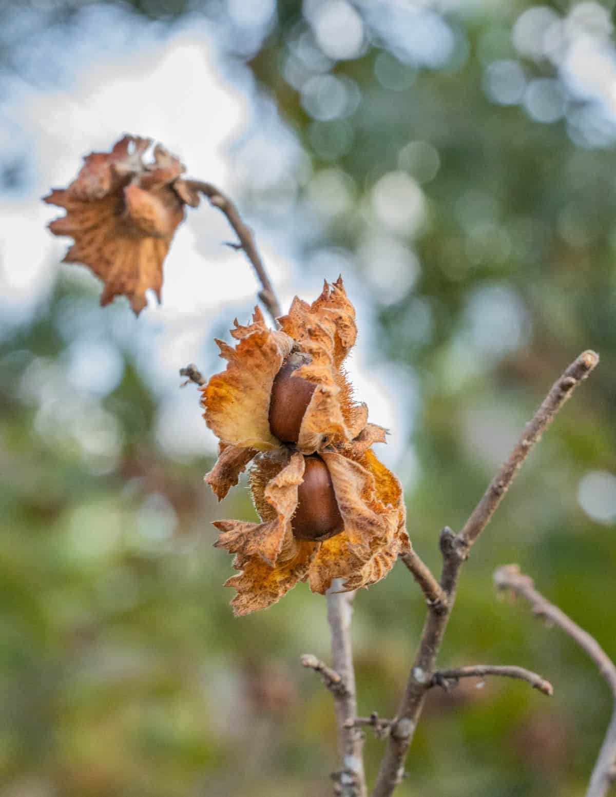 Wild hazelnuts in Wisconsin (Corylus americana) showing ripe nuts with a brown involucre.