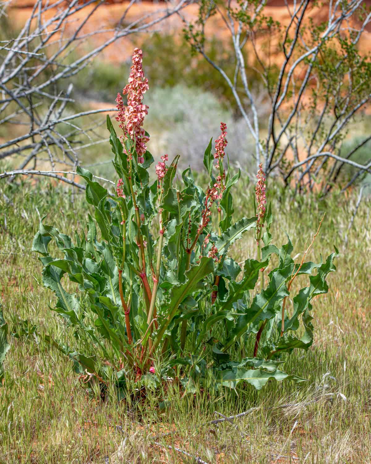 Wild rhubarb (Rumex hymenosepalus) also known as canaigre, canaigre dock, ganagra, Arizona dock, and tanner's dock