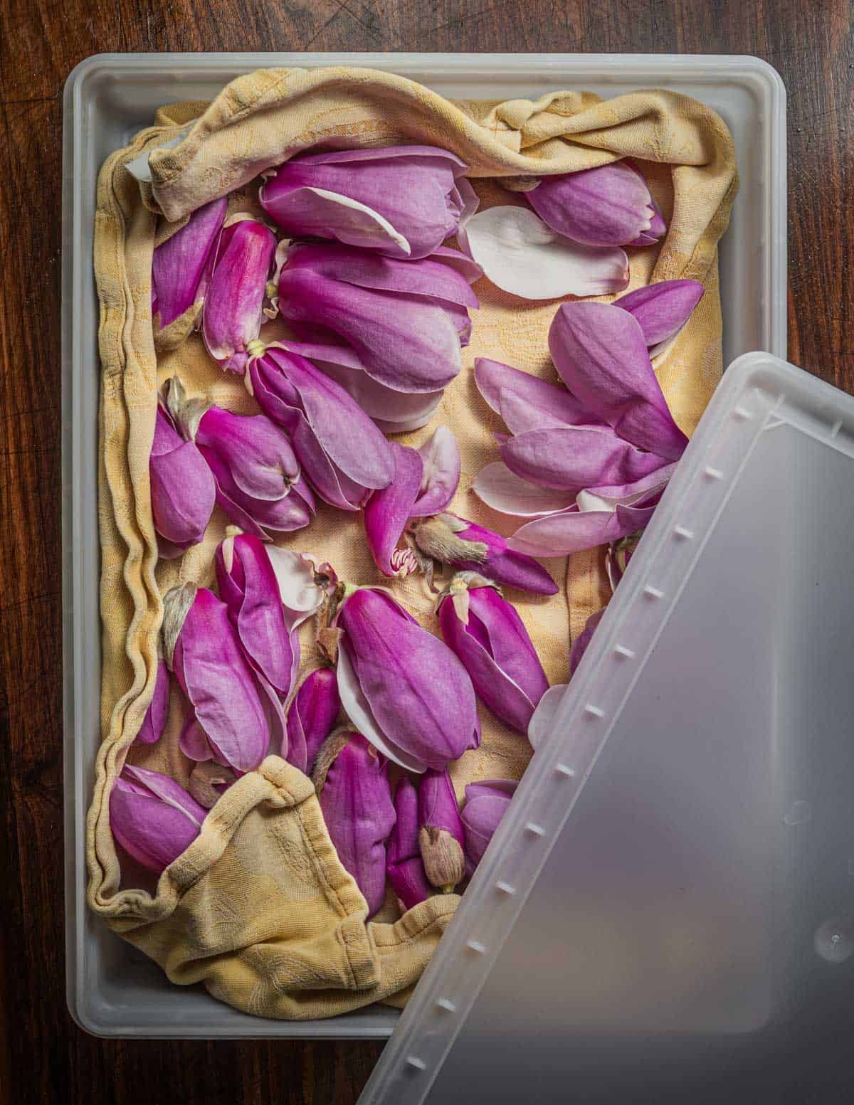 A shallow plastic box filled with edible magnolia flowers laid on a yellow kitchen towel. 