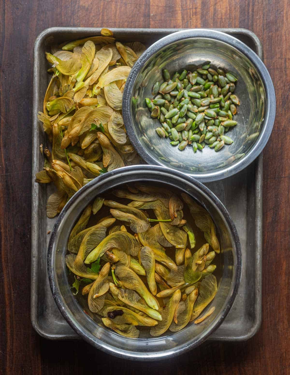 A tray showing maple seeds being cleaned. One bowl holds cleaned maple seeds, the other shows the samaras being soaked in water to make shelling easier.
