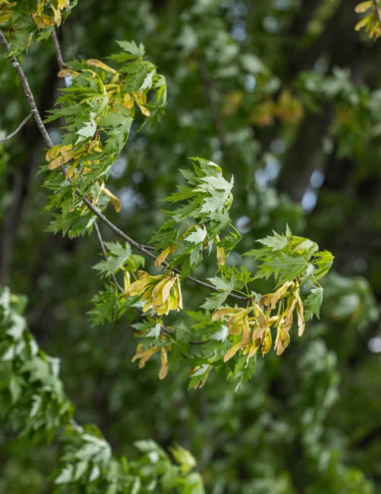 Foraging and Cooking Maple Seeds - Forager | Chef