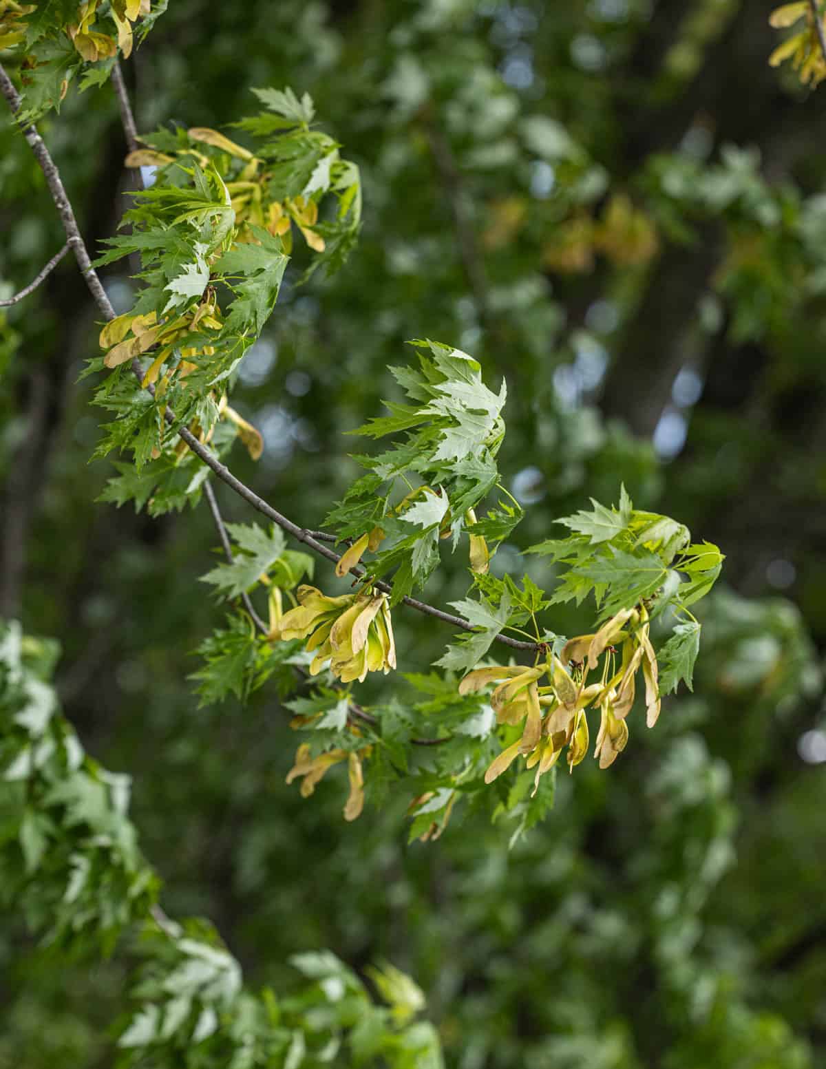 A silver maple tree in Wisconsin filled with many samaras blowing in the wind.