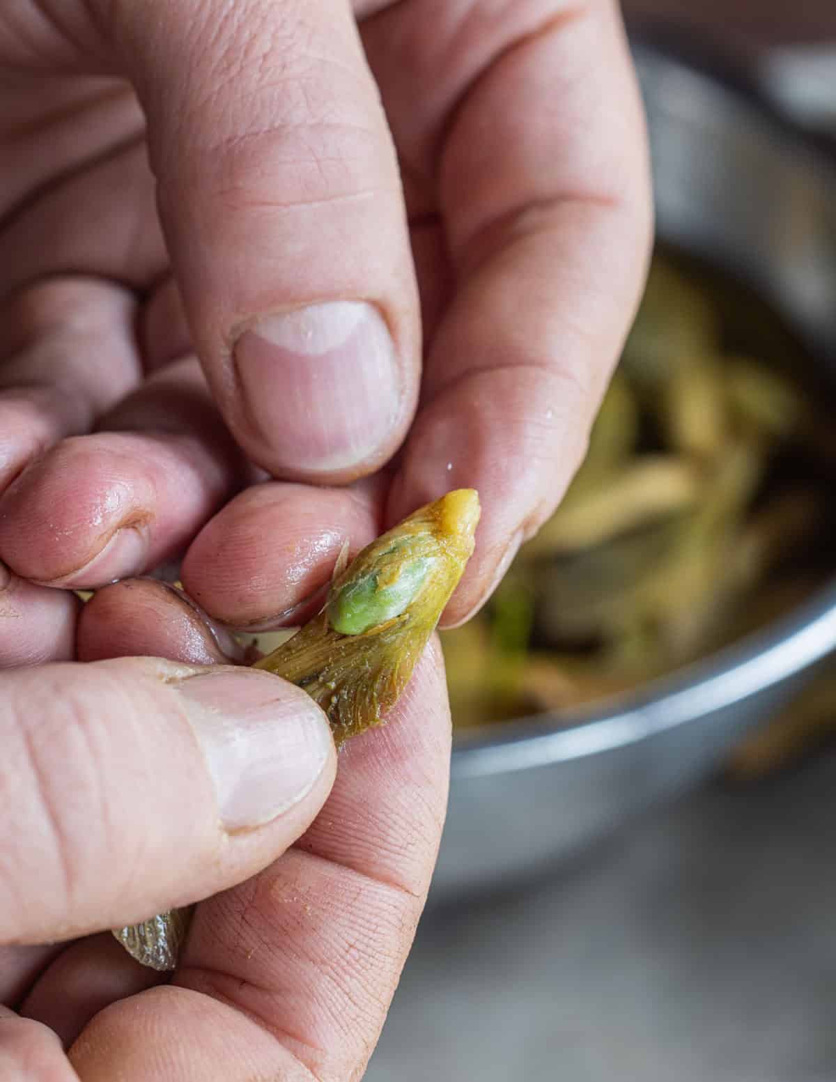 A close up image showing a maple seed being removed from the samara for cooking.