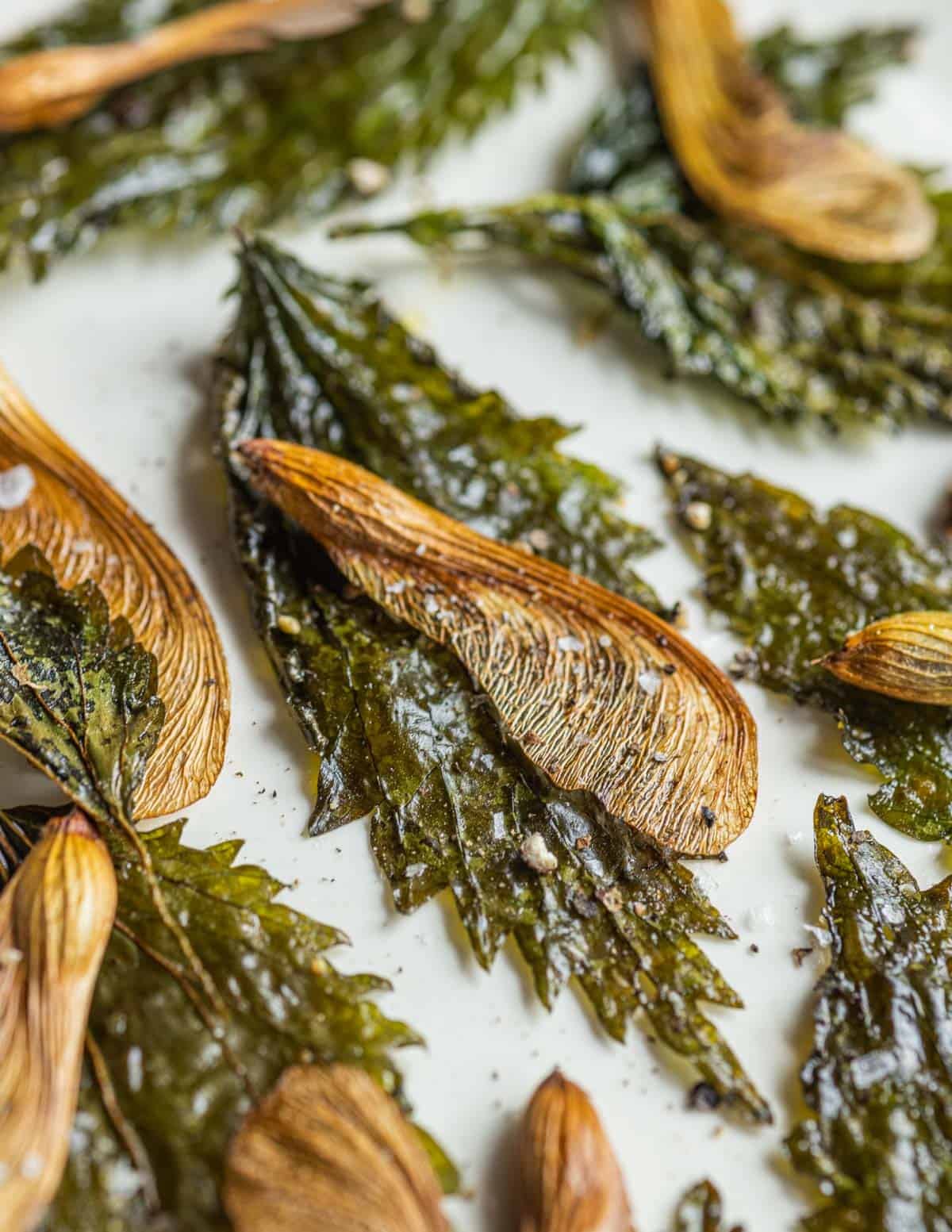 Roasted maple seeds inside the samara laid on top of crisp baked nettle leaves on a white plate.