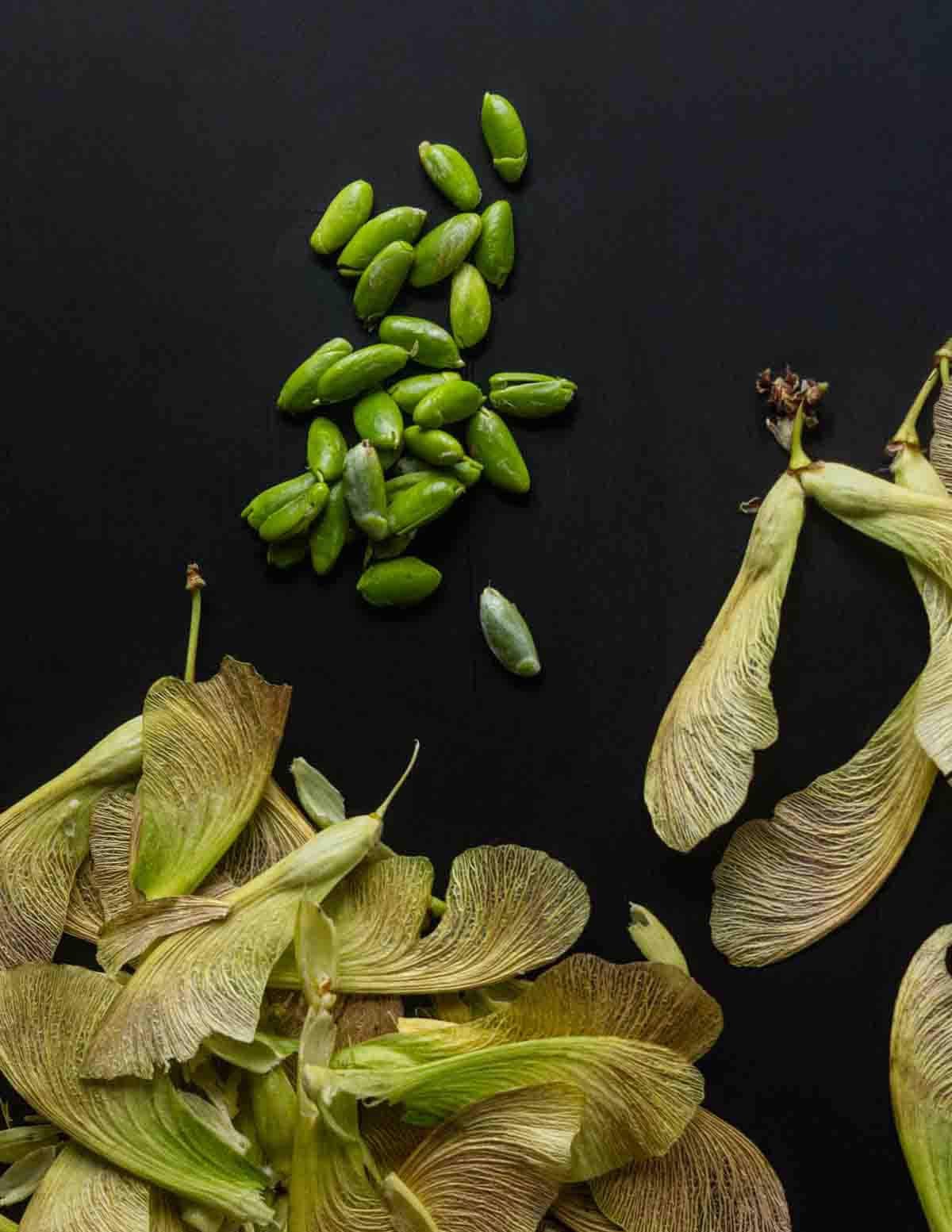 Unripe green, edible silver maple seeds shown next to the samaras on a black background before cooking.