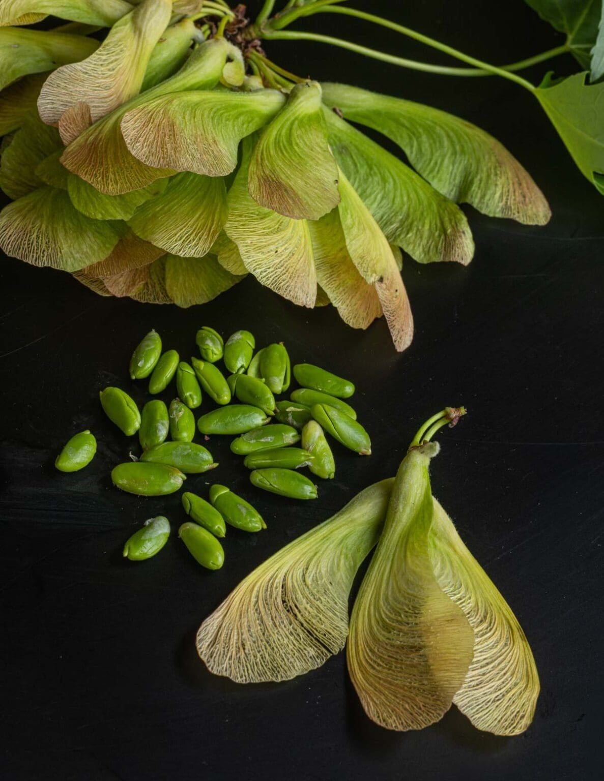 Foraging and Cooking Maple Seeds - Forager | Chef