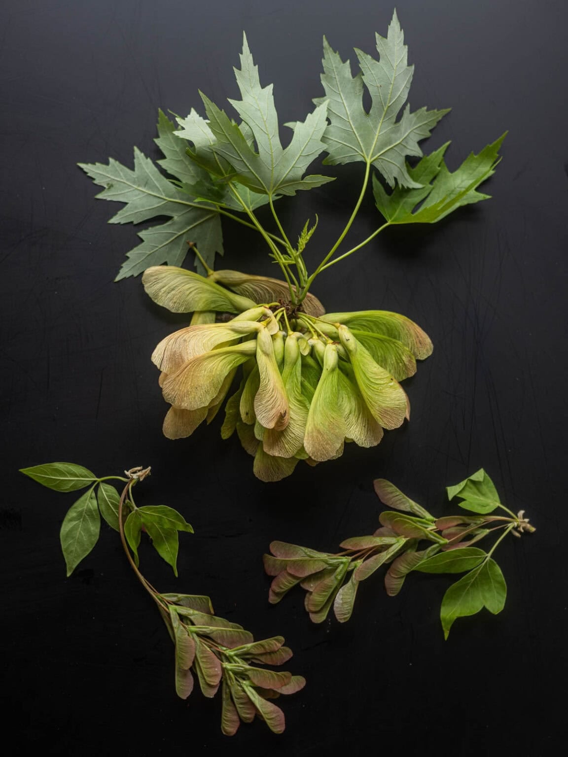 Foraging and Cooking Maple Seeds - Forager | Chef