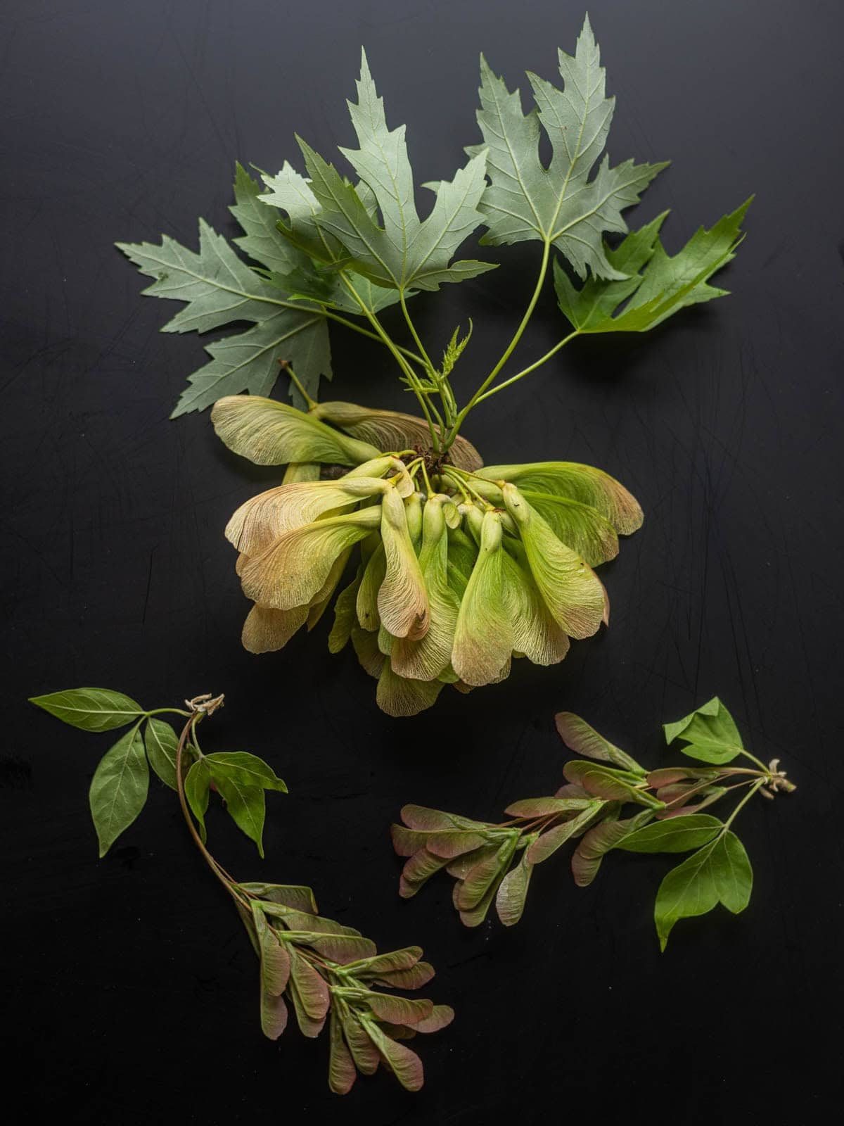 Unripe green maple samaras on the branch from a silver maple shown next to small green seeds from a boxelder tree.