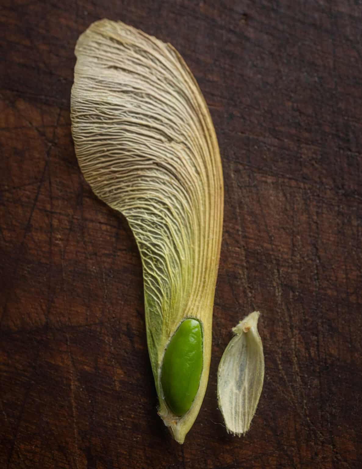 Foraging and Cooking Maple Seeds - Forager | Chef