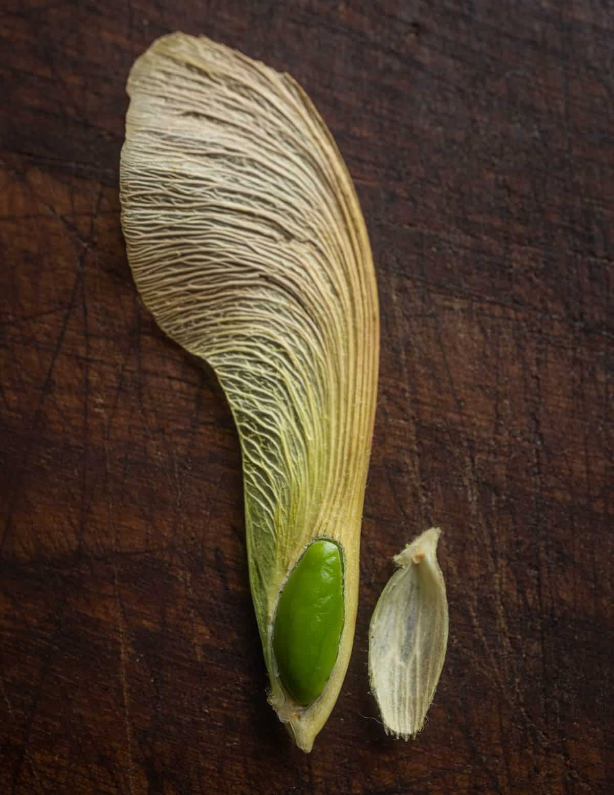 A close up macro image of a maple samara with the bottom portion cut off to reveal the edible, green seed inside.