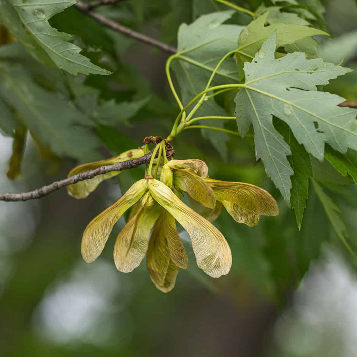 Edible Wild Plants - Forager | Chef