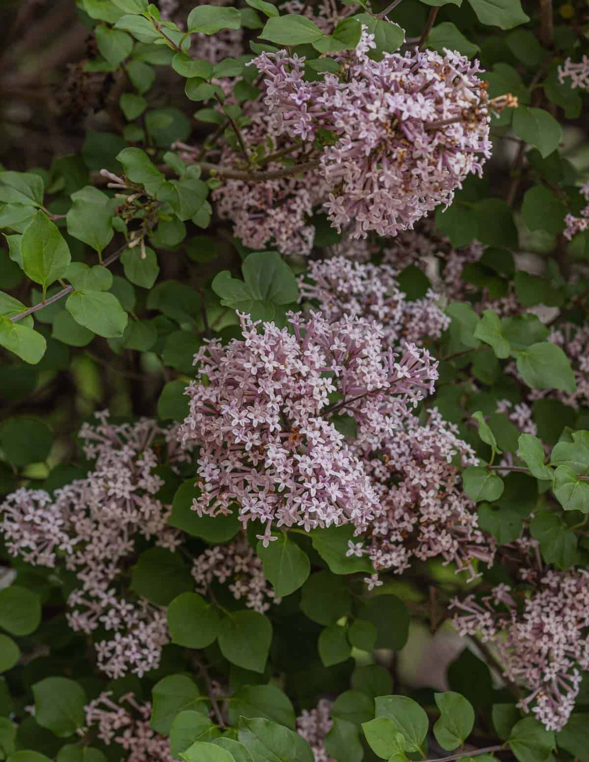 A close up image of lilac flowers on a lilac shrub.