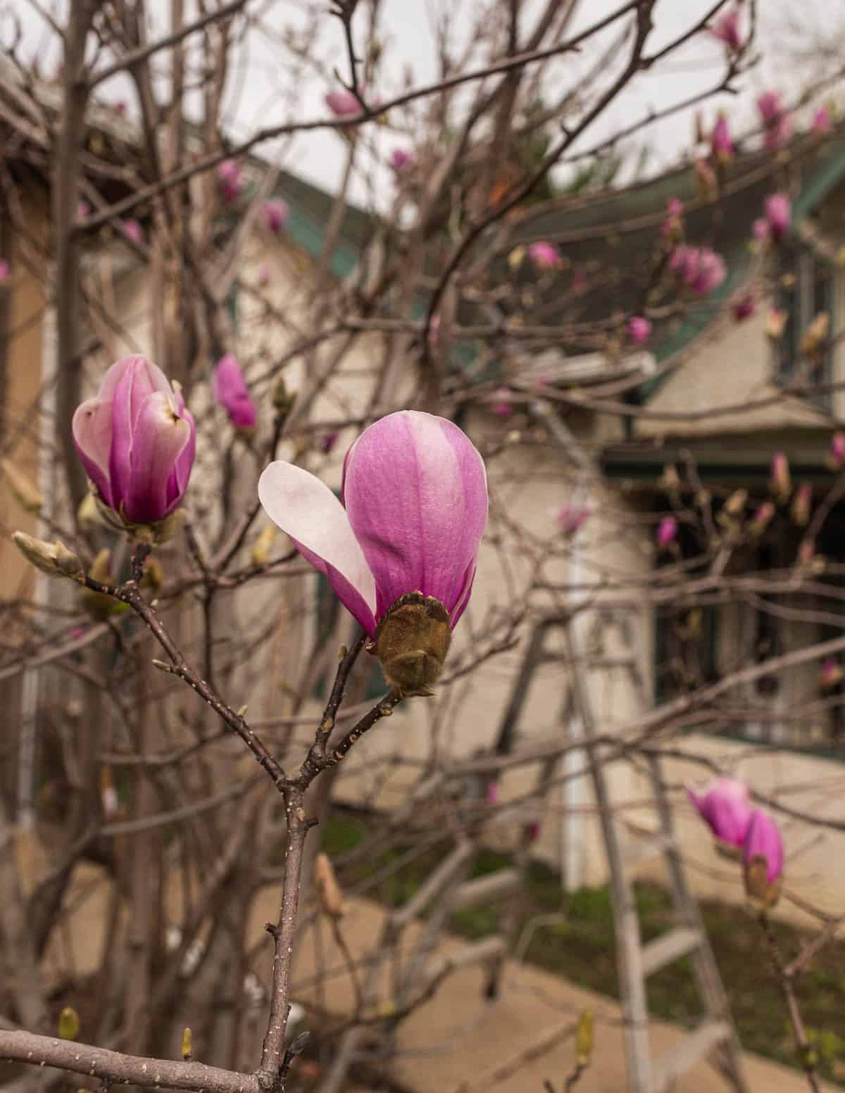 Edible magnolia flowers growing on a tree in Minneapolis on May 1st.  