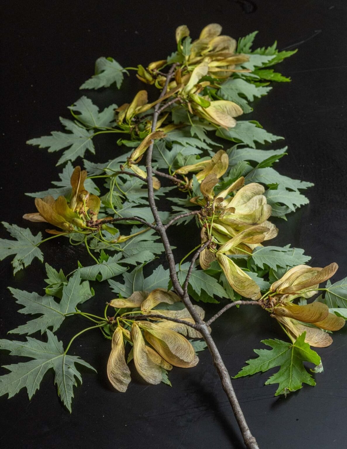 Foraging and Cooking Maple Seeds - Forager | Chef