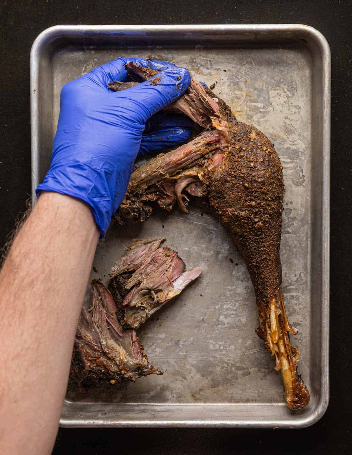 Using gloved hands to remove the meat from a wild turkey leg.
