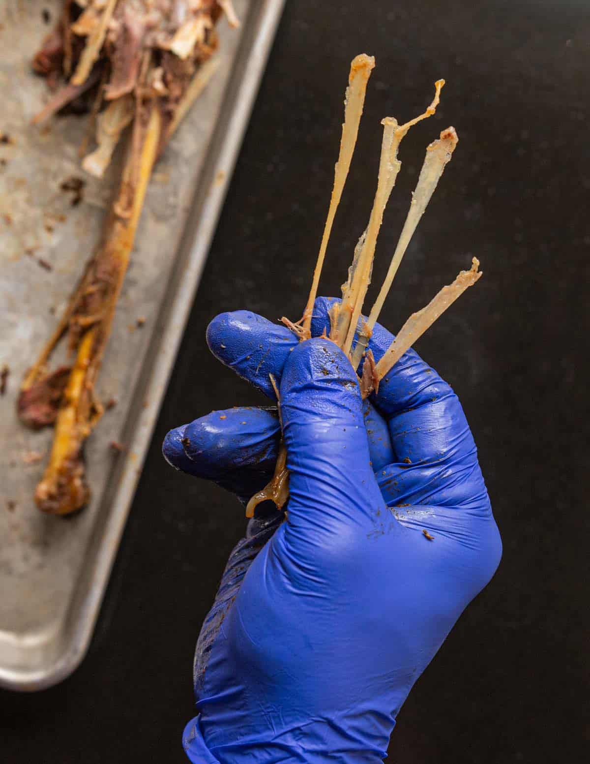 A gloved hand showing the many pin bones in a wild turkey leg that should be removed before eating.